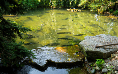 Breeding trout and sturgeon in the park