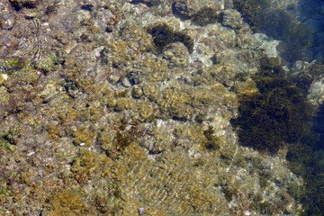 Erba di mare spontanea