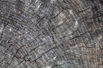 Fototapeta premium Grayish Old Weathered Cracked Wood Texture