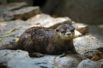 Dwarf otter / Aonyx