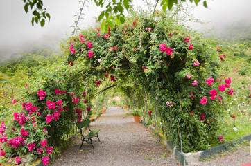 Diesen romantische Rosenbogen fand ich auf Madeira in einem kleinen Rosarium. Dicht zugewachsen in voller Blütenpracht verleiht der aufziehende Nebel diesem Bild eine besonders romantische Stimmung. 