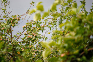 large green apple clusters hang on a pile of branches in the intensive apple orchard at the end of June