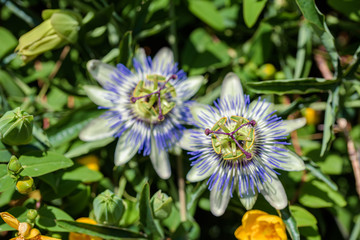 Flowers of the southern plant passionflower close up