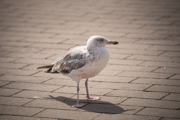 Möve auf Fehmarn