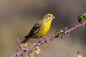 European Serin male, (Serinus serinus), perched on its perch