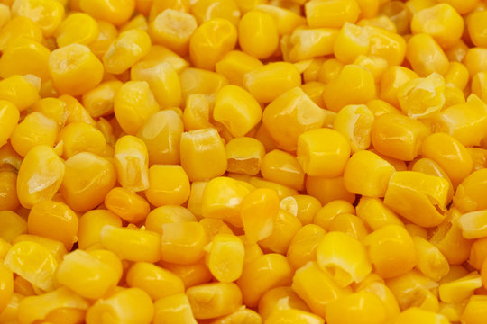 Yellow corn seeds background seamless texture close up