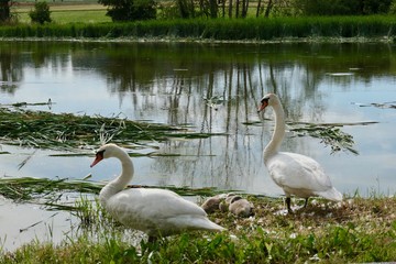 Swan family with four chicks on the lake shore