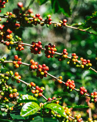 Green and Red Arabica coffee berries from coffee tree in the Akha village of Maejantai on the hill in Chiang Mai, Thailand.