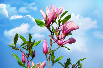 magnolia and sky