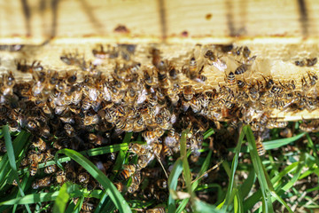 Swarm of bee.