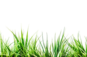 Obraz premium eco vegan green grass wallpaper advertising publicity announcement background real 