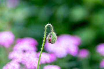 macro photo of green bud against a background of flowers in soft focus