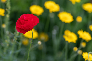 macro shot of red flowers against the background of grass in soft focus