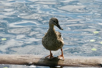 Female mallard duck on the lake shore - Großer Arbersee - Bayerisch Eisenstein