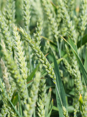 Field of green wheat.