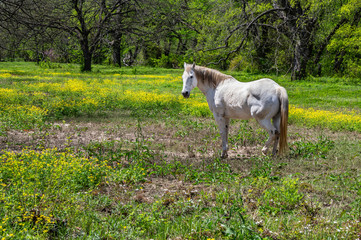 Obraz na płótnie Canvas Horse Meadow Farm Field Texas White Green Spring Wildflowers