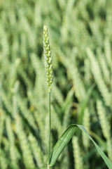 Field of green wheat.