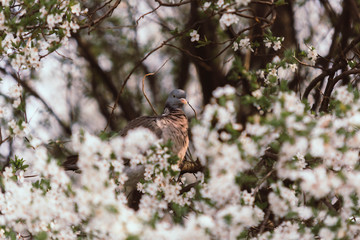 Grzywacz © ardeaart