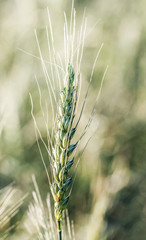 Fototapeta premium Field of green wheat.