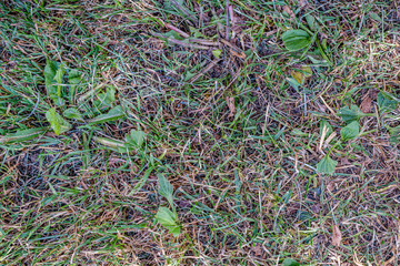 green foliage vegetation abstract texture from leaves and plants
