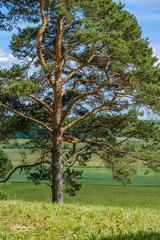 Obraz premium tree trunks on a dark green blur background in forest in summer