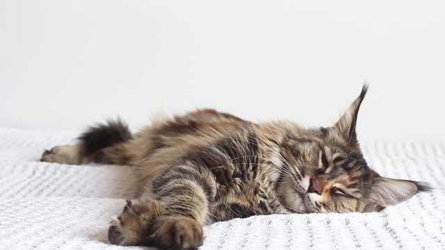 tabby maine coon cat sleeping and then suddenly wakes up