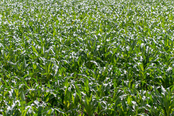 Green corn field.