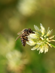 bee on white flower