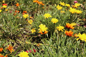 Flores en prado