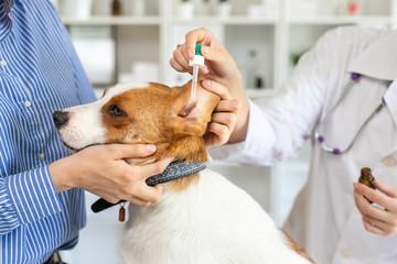 The vet buries drops in the ears of the dog. The owner keeps the dog. Blurred background of...