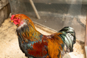 portrait of a rooster