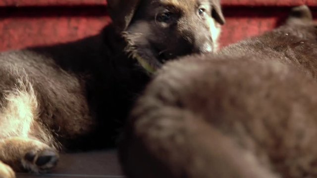 Four tired German shepherd puppies lie on the floor, the camera moves through all the closeup