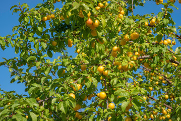 yellow cherry-plum on a blue sky