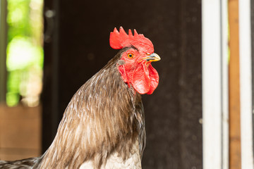 portrait of a bright cock with a red crest on a farm close-up
