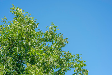 Nut tree on a blue sky