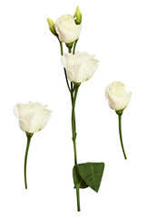 Set of eustoma flower and buds