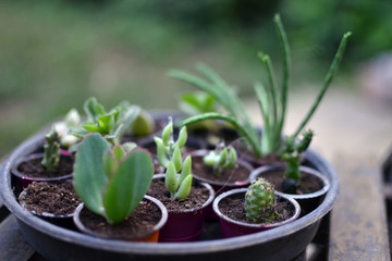 coffee capsules recycled with succulents