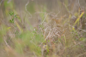 autumn field