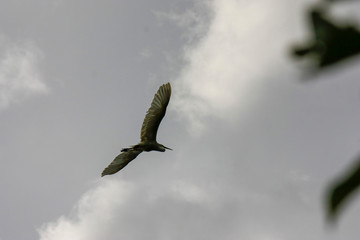 Black crowned night heron in flight under a gray cloudy sky Nycticorax nycticorax