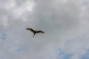 Black crowned night heron in flight under a gray cloudy sky Nycticorax nycticorax