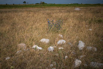 Fehmarn im Sommer, Ostseeromantik, Leuchtturm und Natur