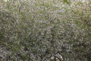 Spring