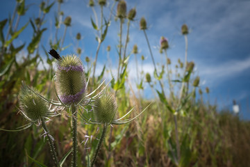 Fehmarn im Sommer, Ostseeromantik, Leuchtturm und Natur