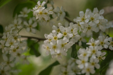Spring