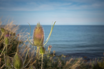 Fehmarn im Sommer, Ostseeromantik, Leuchtturm und Natur