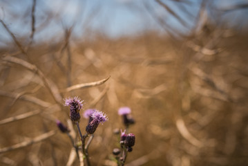 Fehmarn im Sommer, Ostseeromantik, Leuchtturm und Natur