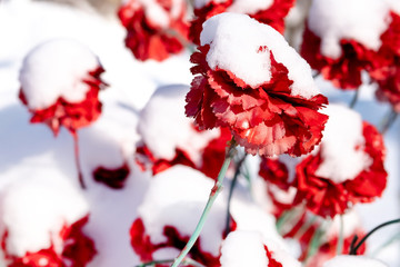 artificial carnation flowers covered with snow in winter in the cemetery, bright sunlight