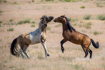 Wild Horses