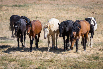 Wild Horses