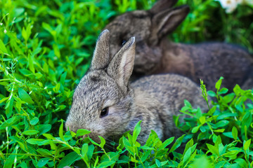 two little fluffy bunny in the green grass. Young rabbits in a meadow